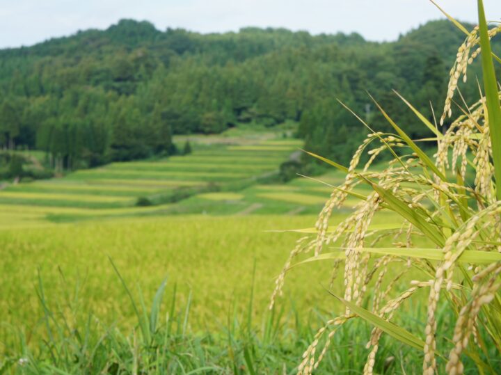 若山町の田園風景